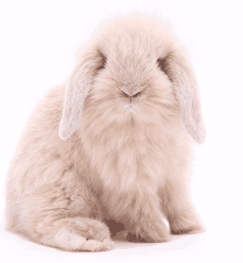法国兔子品种图片