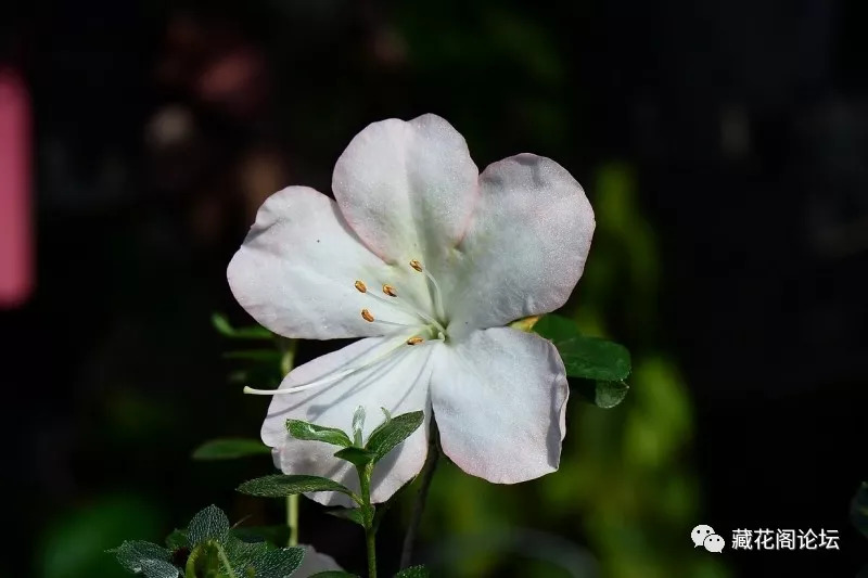 [美圖秀] 無名小子花園的皋月杜鵑