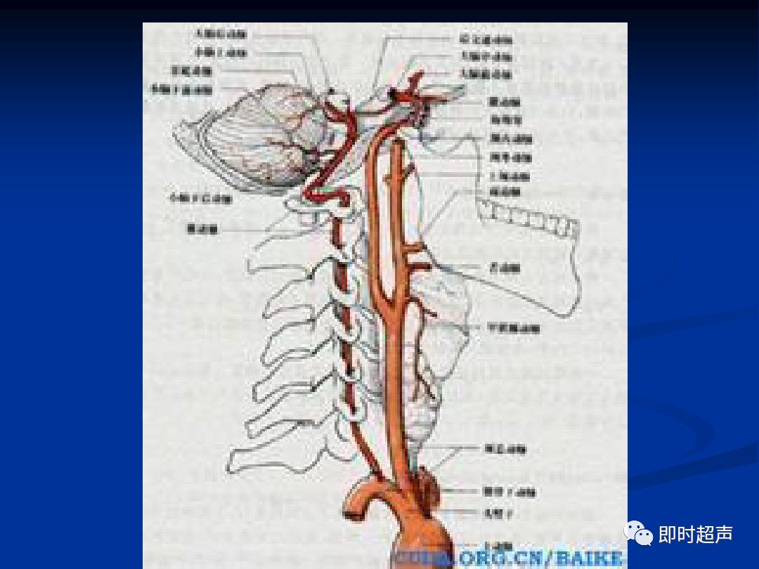 正常椎动脉及其超声表现