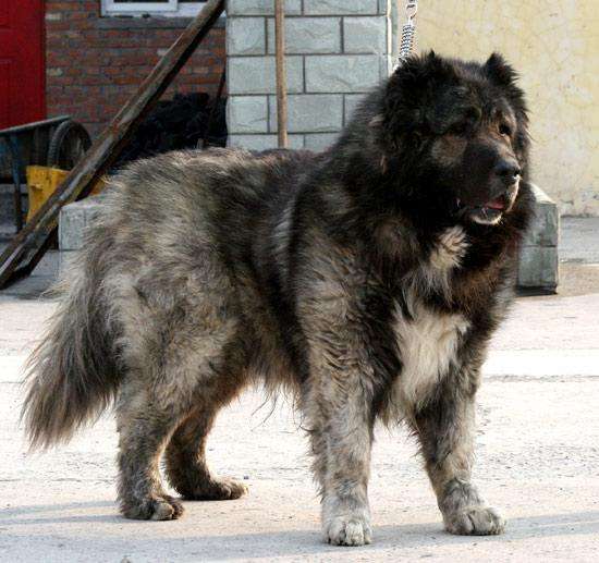 世界上体型最大的猛犬之一高加索犬,如何给它上训练课