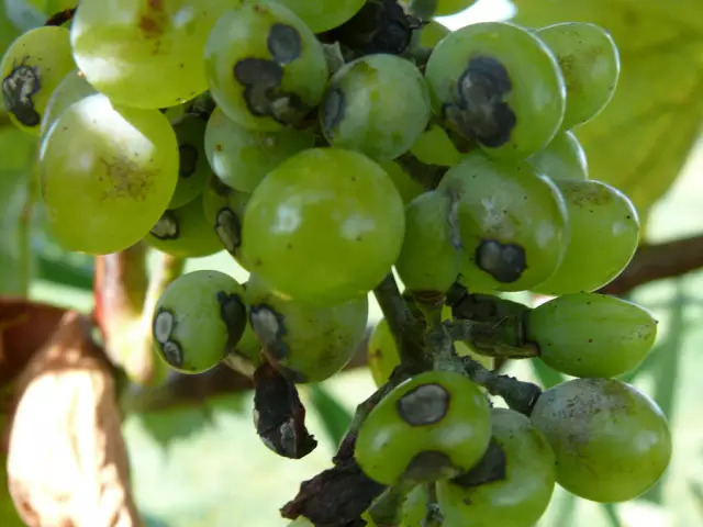 葡萄的十一种常见病害高清图详解