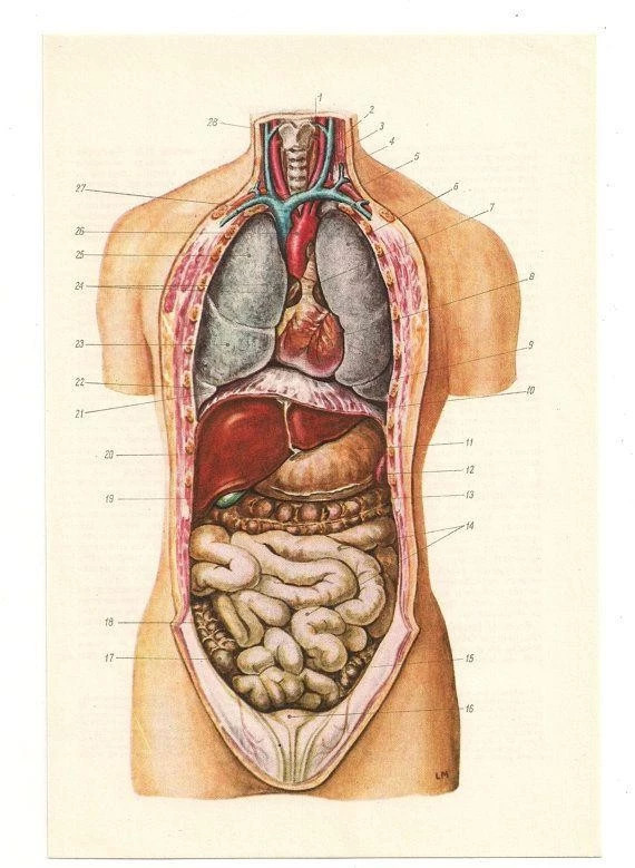 左下腹部器官图图片