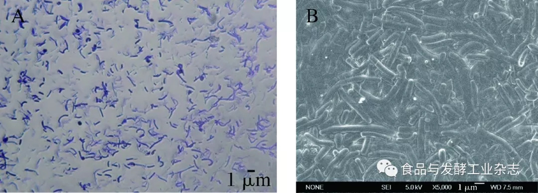 圖4 嗜酸乳桿菌的光學顯微鏡照片(a)和掃描電鏡照片(b)fig.