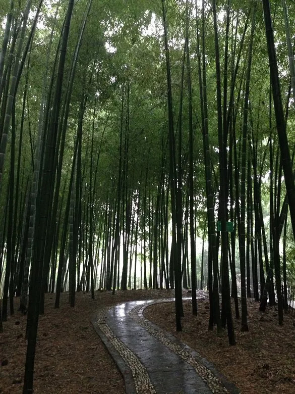 呂德然:《瀟峰竹雨》