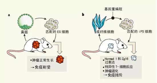 2009年,我国学者中国科学院动物所周琪利用四倍体胚胎技术培育出27个