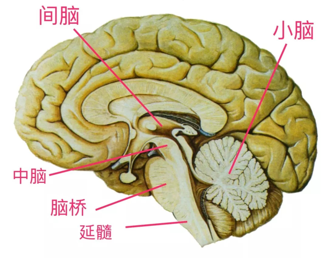 脑可分为端脑,间脑,中脑,脑桥,延髓,小脑6个部分