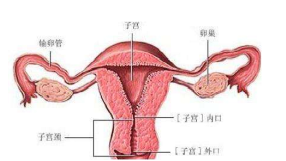 女性小腹坠胀千万别只是忍一忍