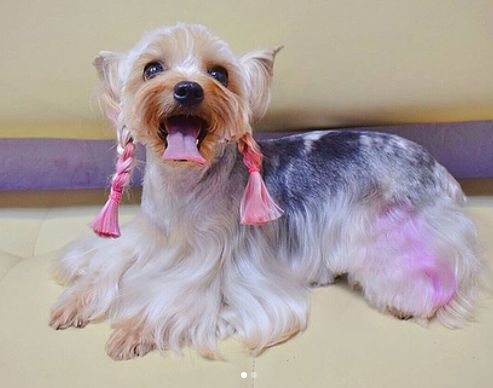 分享一组超萌的狗狗染色美容造型