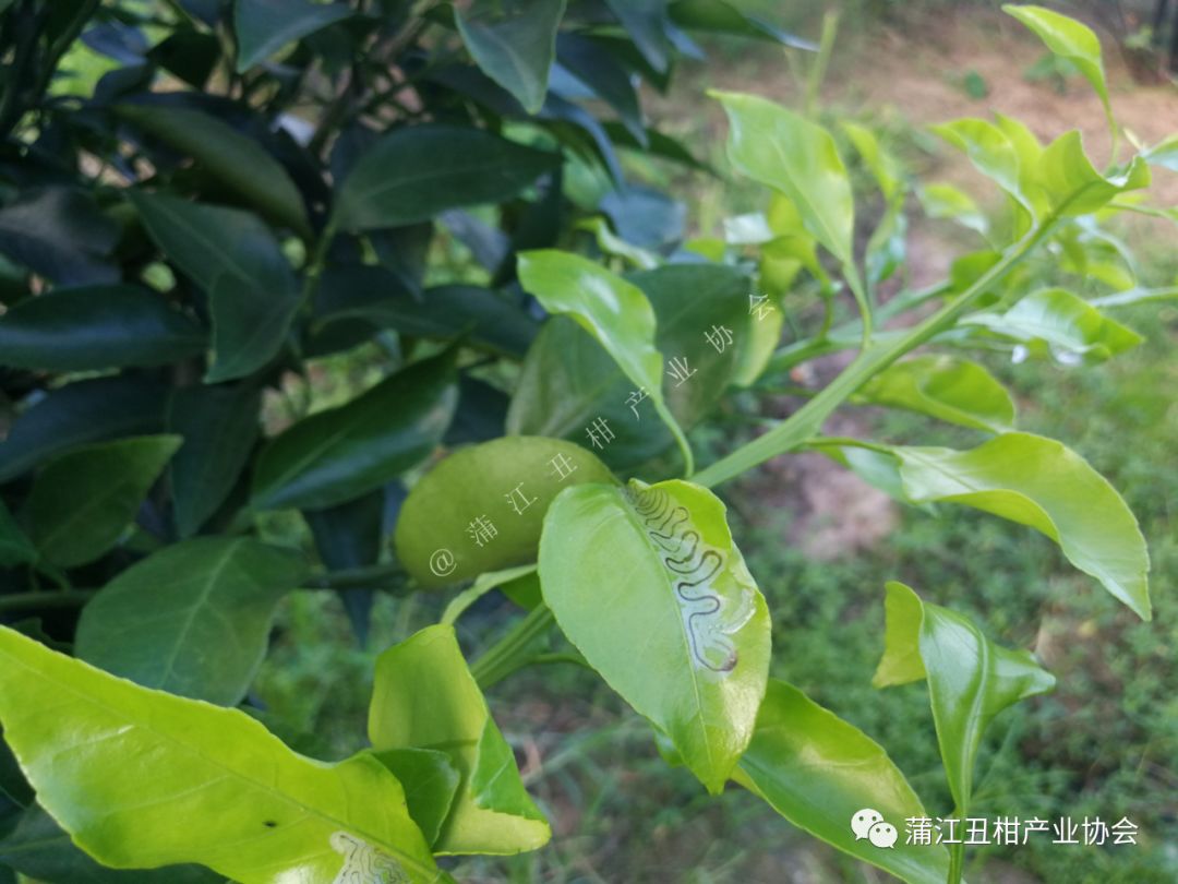 3,前期高溫多雨,抽梢旺盛,潛葉蛾,卷葉蛾發生嚴重,吡蟲啉1500倍液