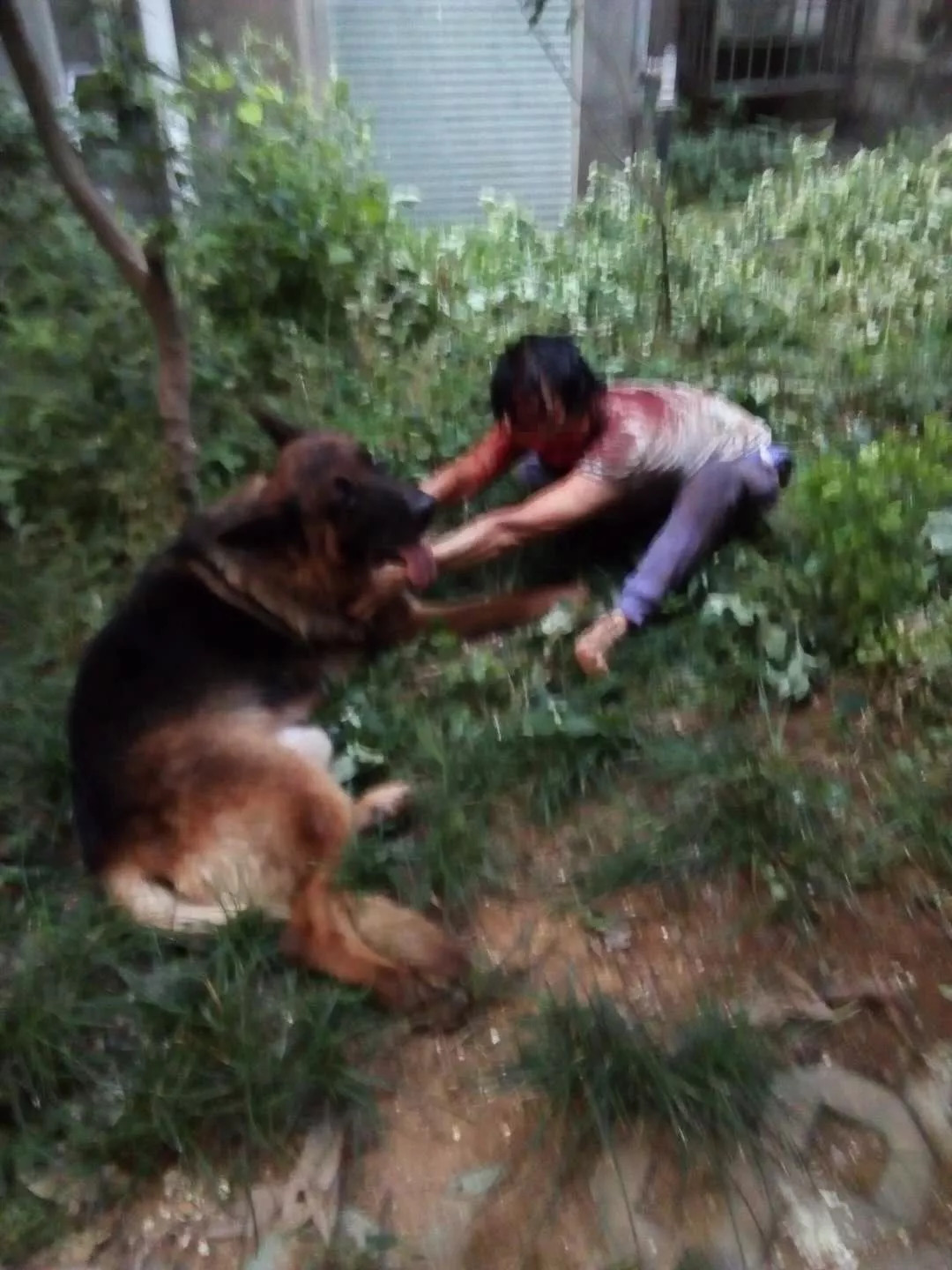 恶霸犬咬死主人图片