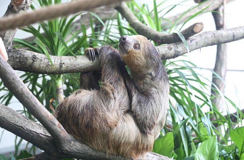 樹懶是哺乳綱披毛目下樹懶亞目(學名:folivora)動物的通稱,哺乳動物