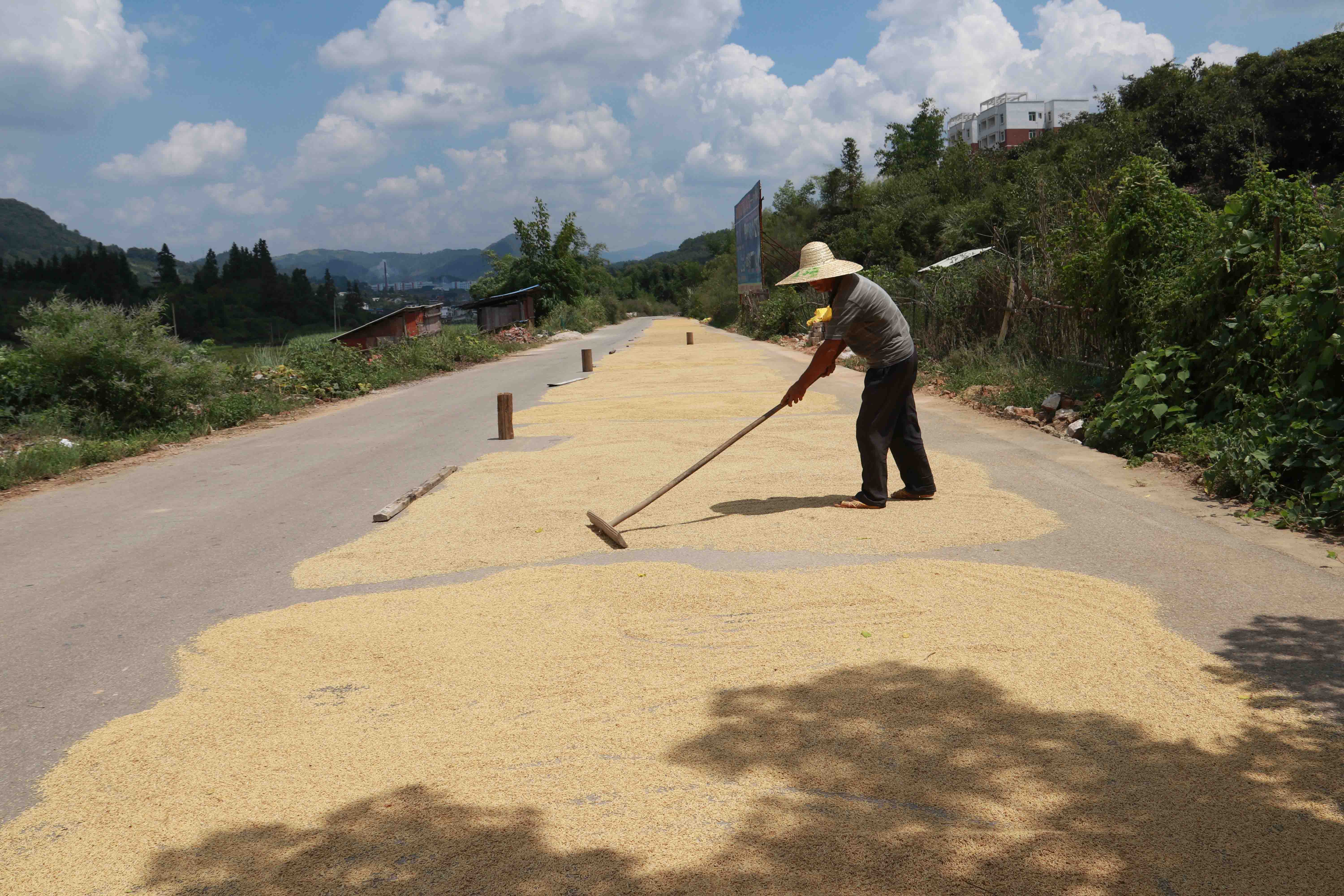 贵州从江:金秋丰收忙 公路便道 成了晒谷场