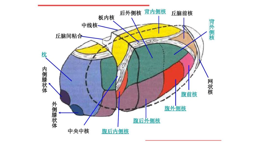 后丘脑位置  位于背侧丘脑后下方