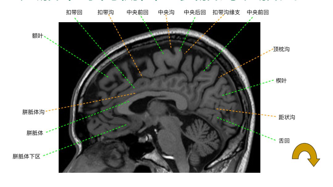 扣帶溝,扣帶溝緣支,頂枕溝,距狀溝.