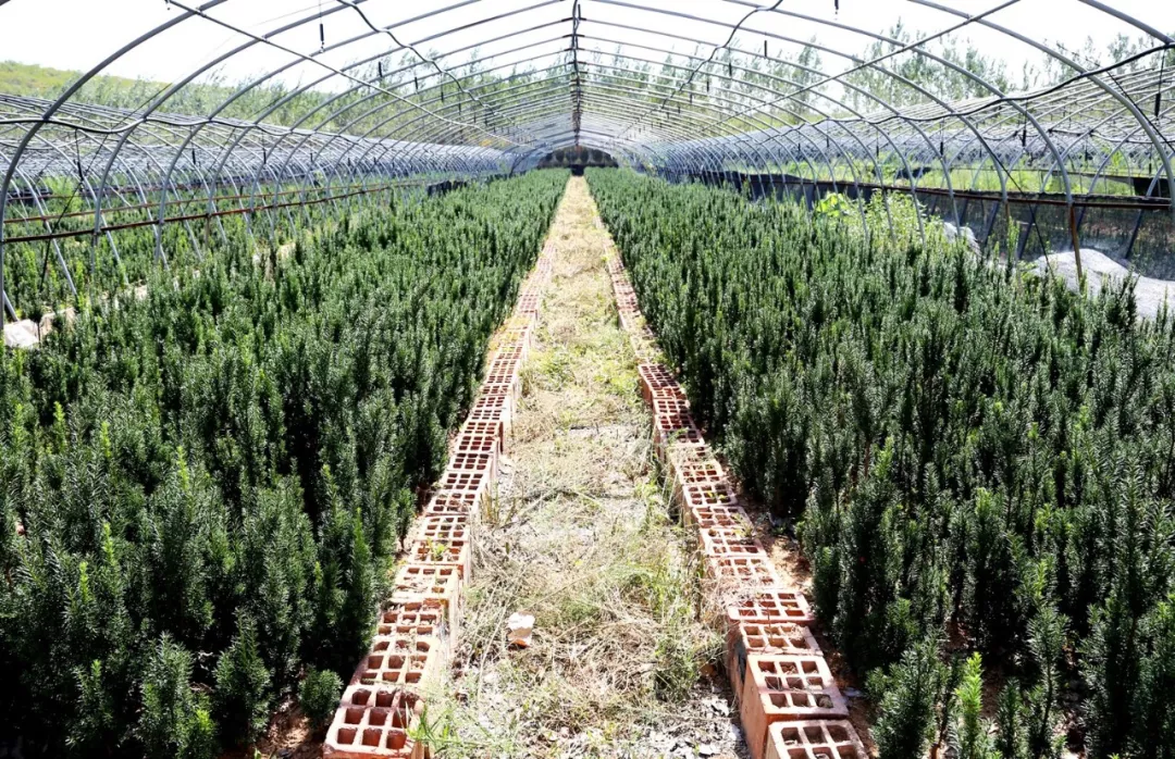 红豆满枝 可寄相思——华北最大红豆杉基地进入采摘期