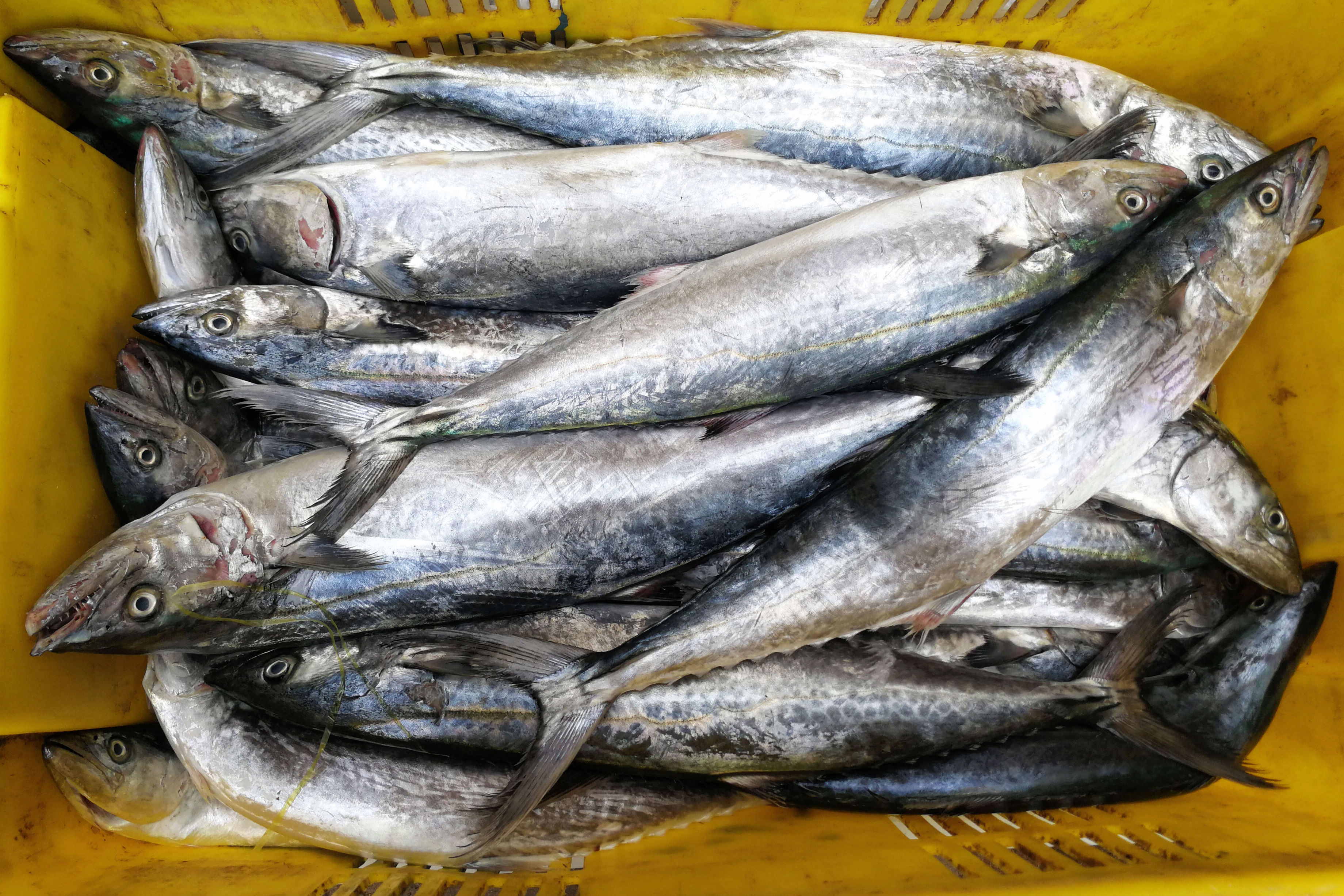 青岛本地带鱼超一斤重卖120元一斤 8两重45元 鲜活皮皮虾20元