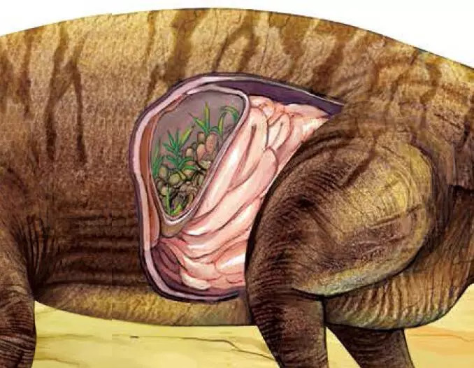 恐龙的胃石图片