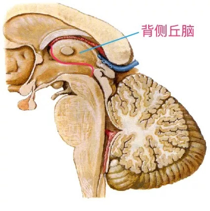 背侧丘脑分部图片