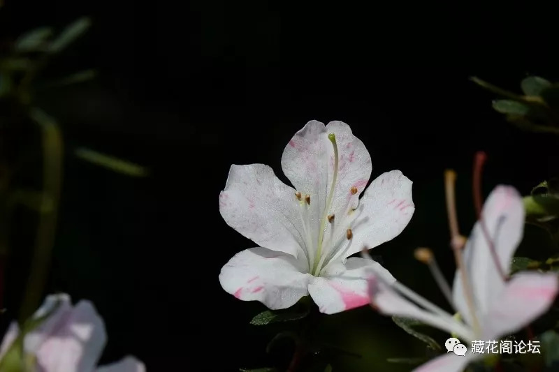 [美圖秀] 無名小子花園的皋月杜鵑