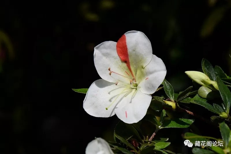 [美圖秀] 無名小子花園的皋月杜鵑