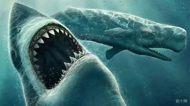 虎鲸的祖先赢了巨齿鲨图片