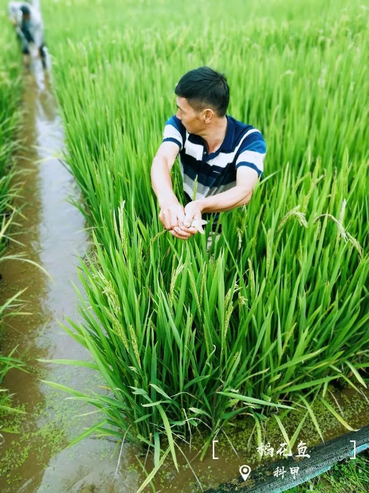 品東河米吃稻花魚9月8日的祿豐縣金山鎮玩場太多啦