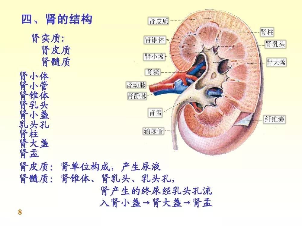 肾的图片大全 结构图图片