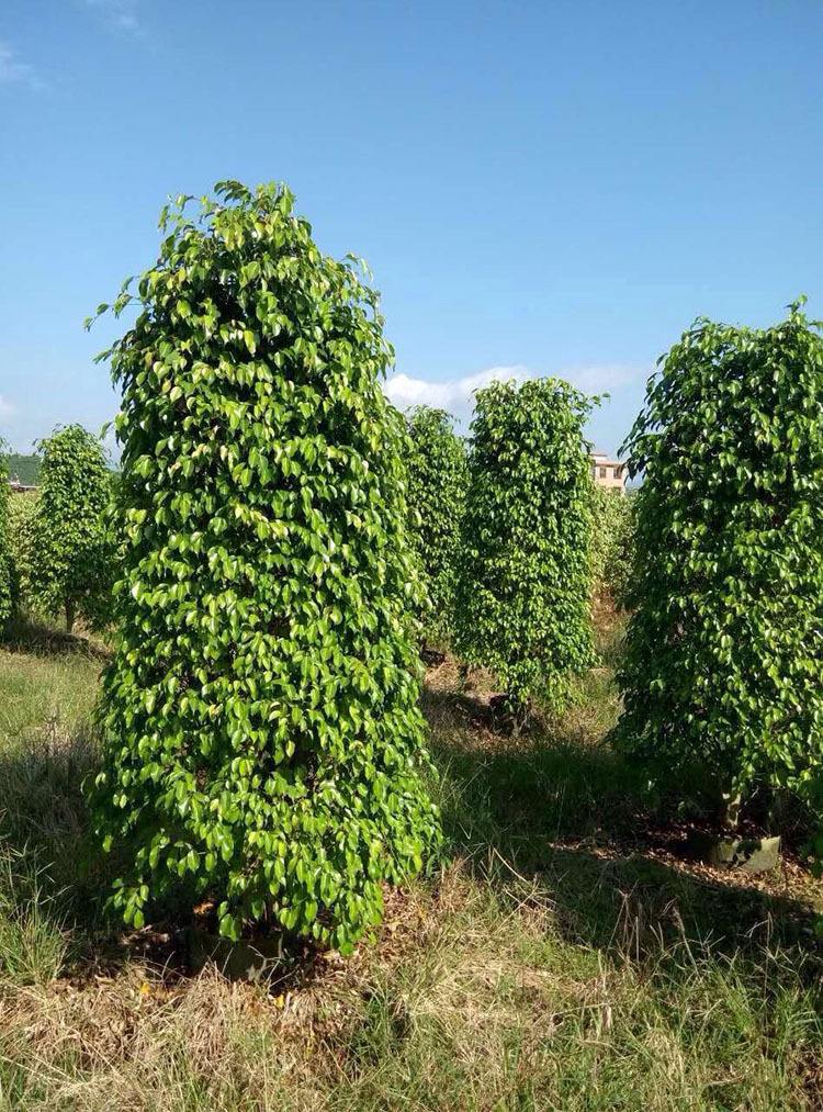 这些绿植调节室内小气候非常适合秋冬季节养护