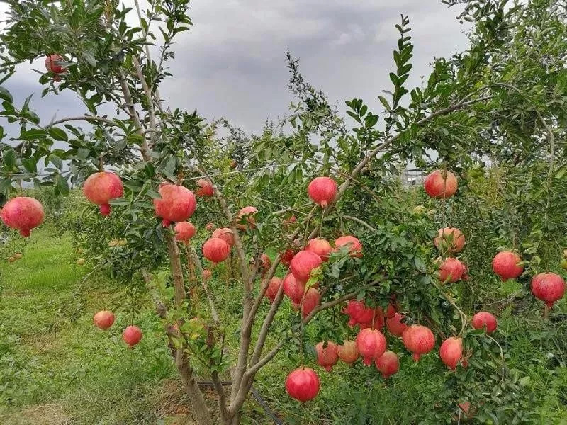 建水酸石榴