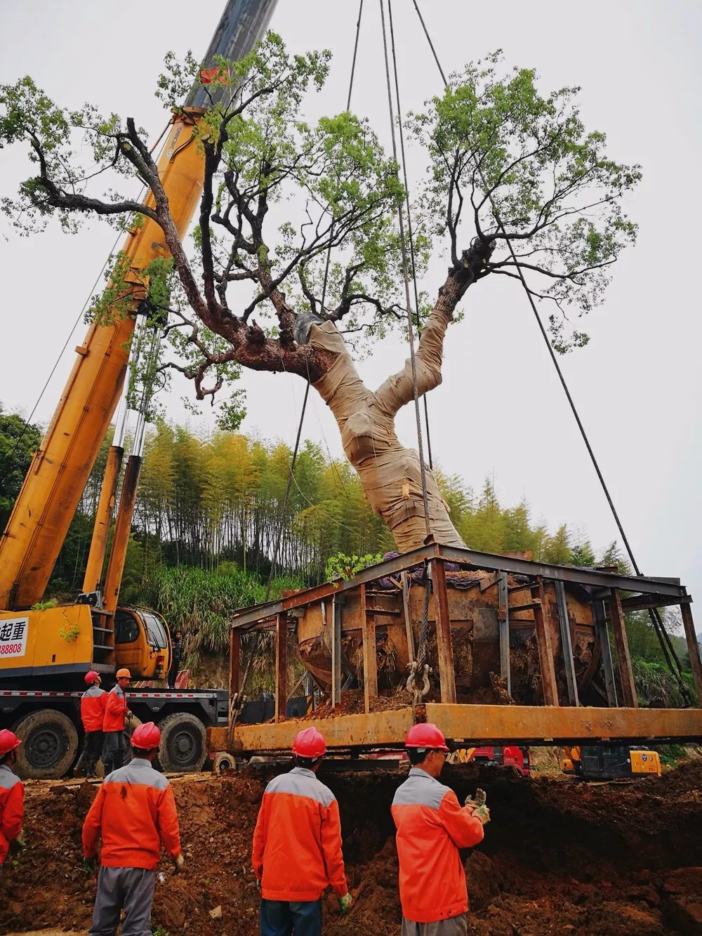 重慶8月份44度高溫黃葛樹移植因著最初做鄉土植物和珍稀植物開發的