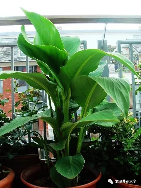 盆栽美人蕉的养殖方法图片