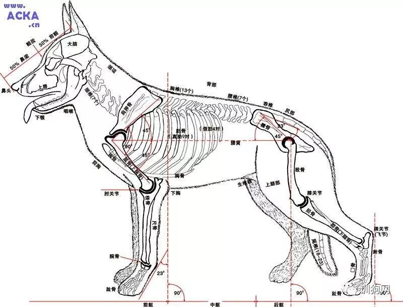 狗狗的生理解剖图get