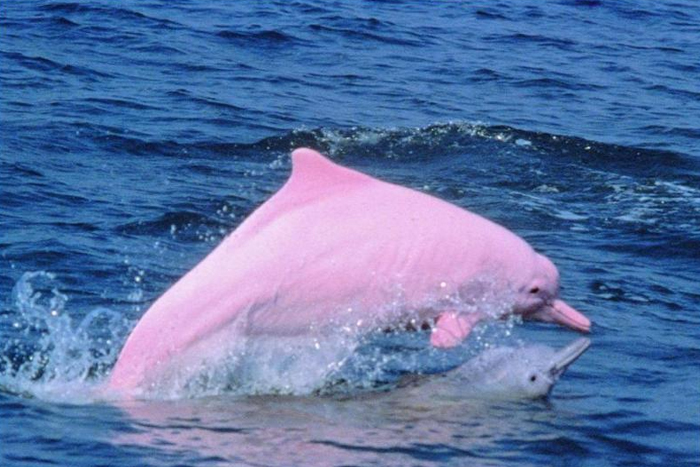 摩尔庄园粉色海豚图片