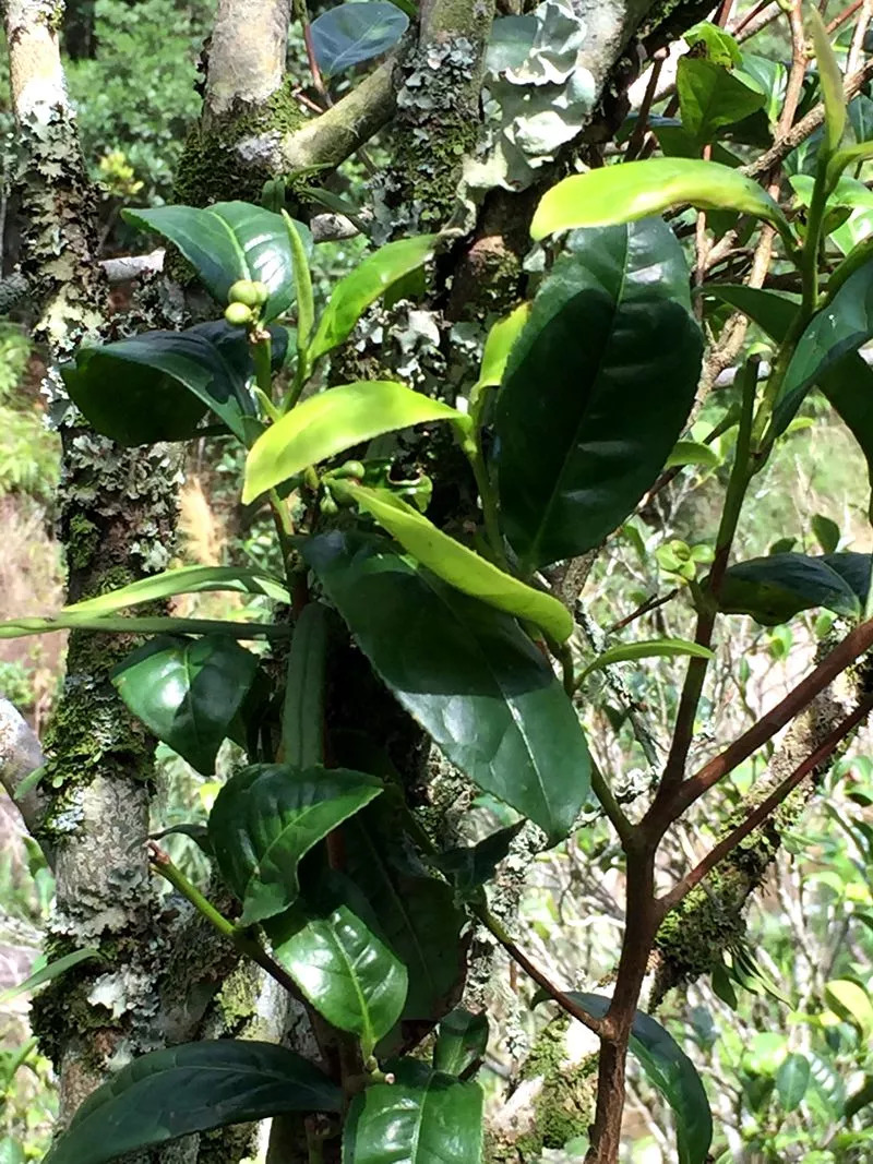 凤凰镇游记丨探访神秘单枞鸭屎香茶叶产地