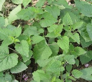 有人叫它拉拉香野蘇子是菜是調料也是藥一年種植多年收穫