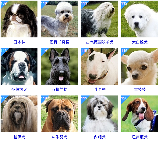 犬智商排名图片