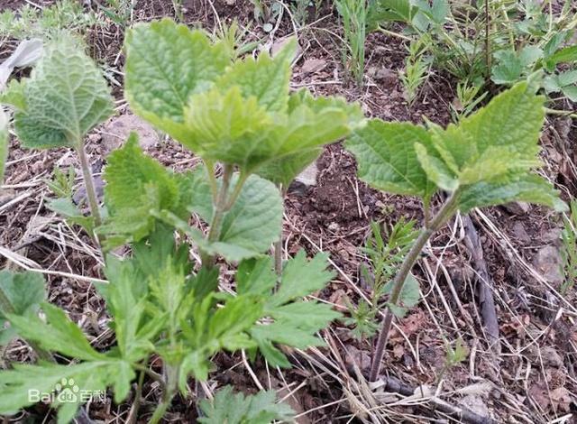 有人叫它拉拉香野蘇子是菜是調料也是藥一年種植多年收穫