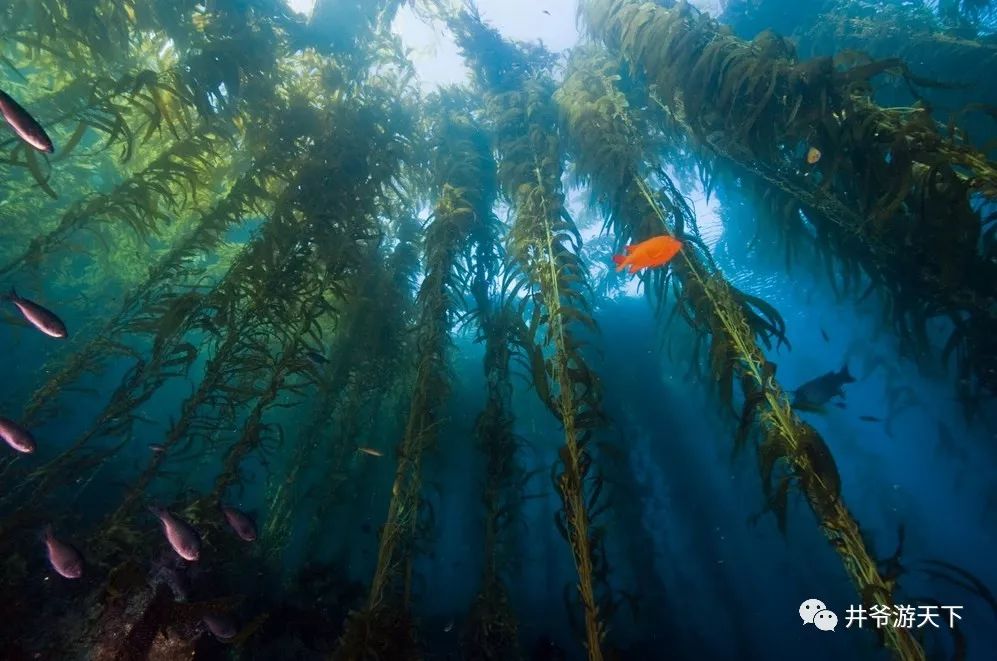 海藻森林(kelp forests)适应什么海域呢?