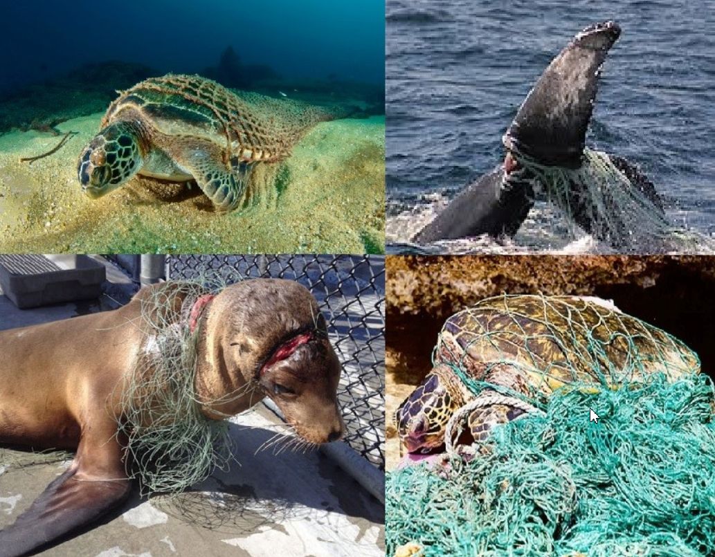 被污染的海洋动物图片