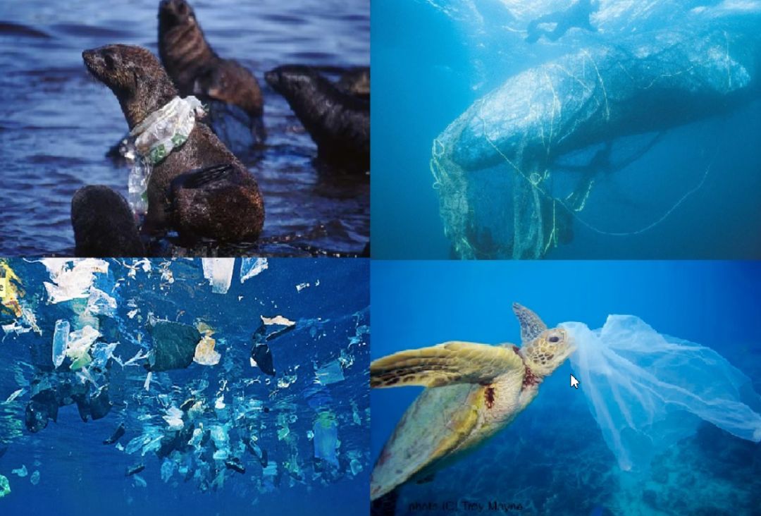 塑料垃圾对海洋生物伤害如此之大,我们一定要从自己做起,保护海洋的