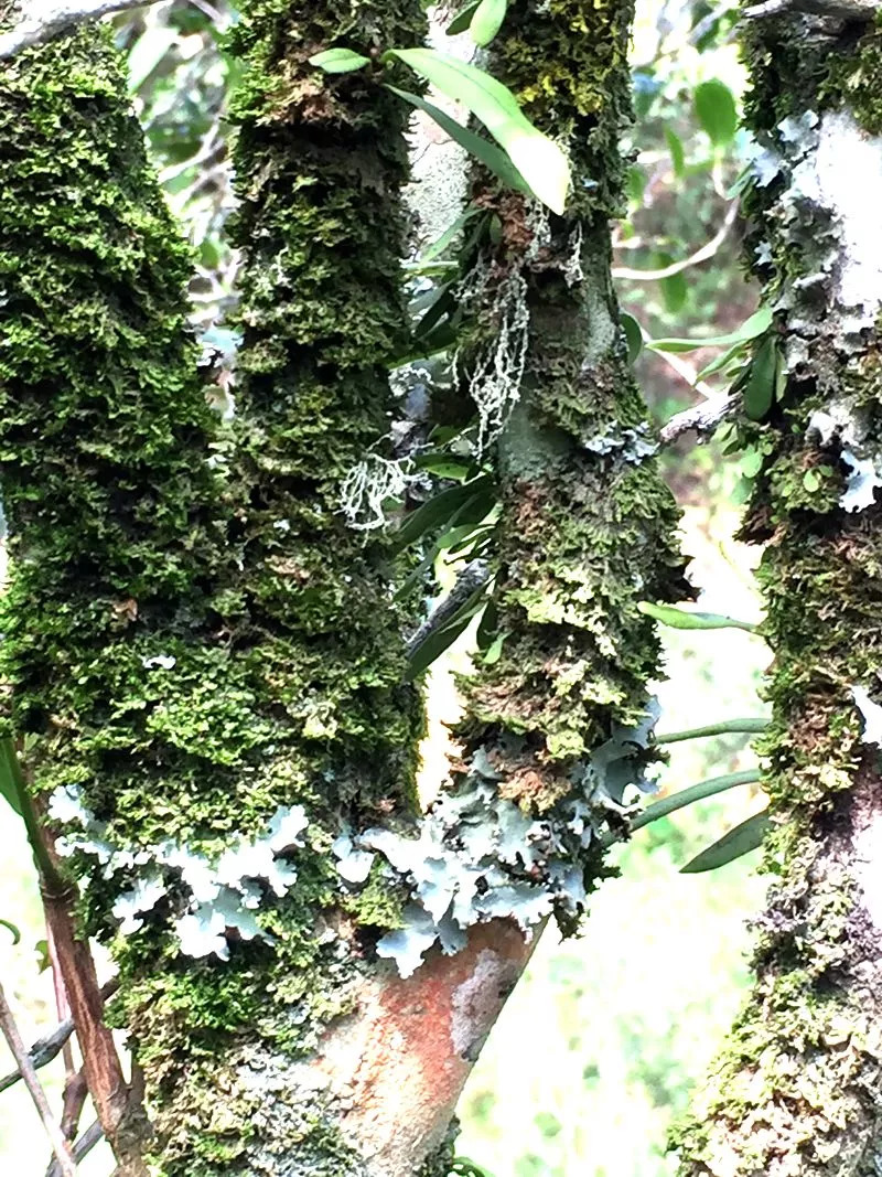 凤凰镇游记丨探访神秘单枞鸭屎香茶叶产地