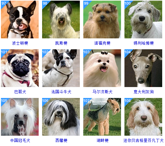 名犬大全图名字图片