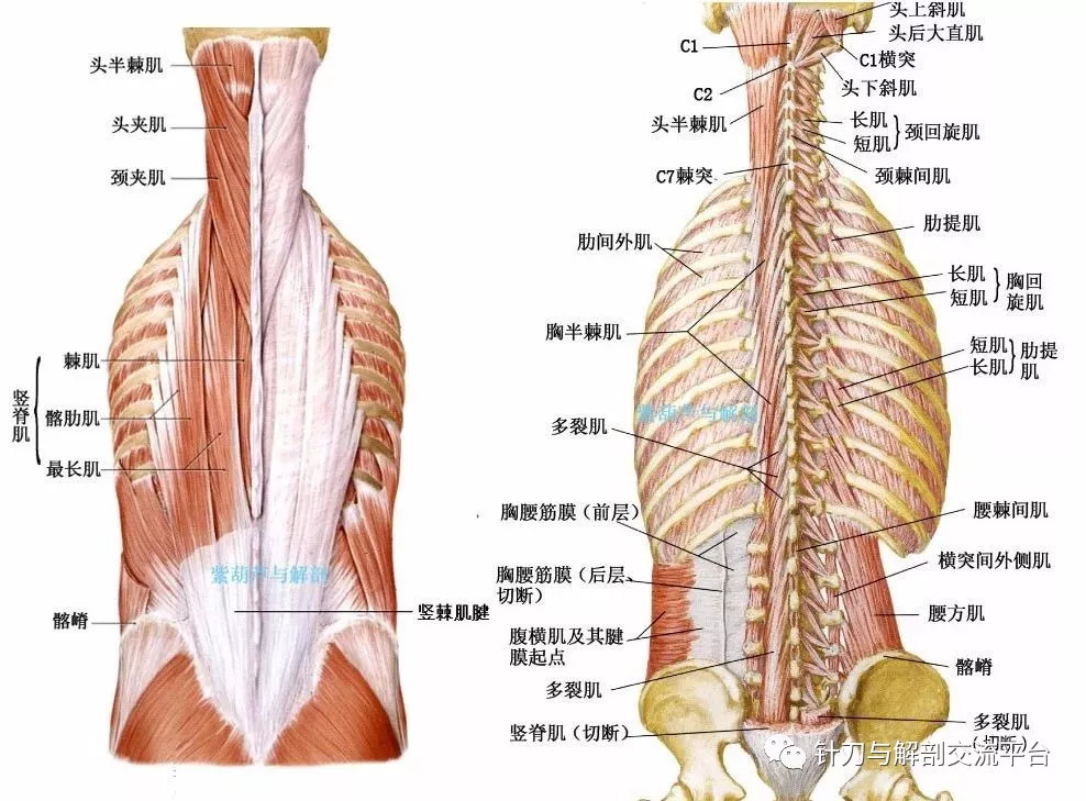 竖脊肌下段腱损伤