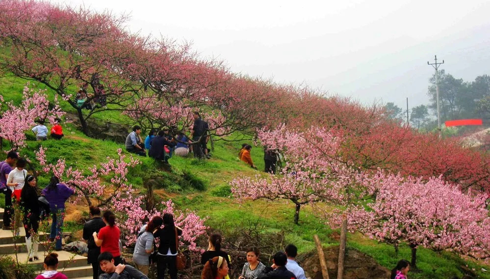 曾家虎峰山桃花节图片