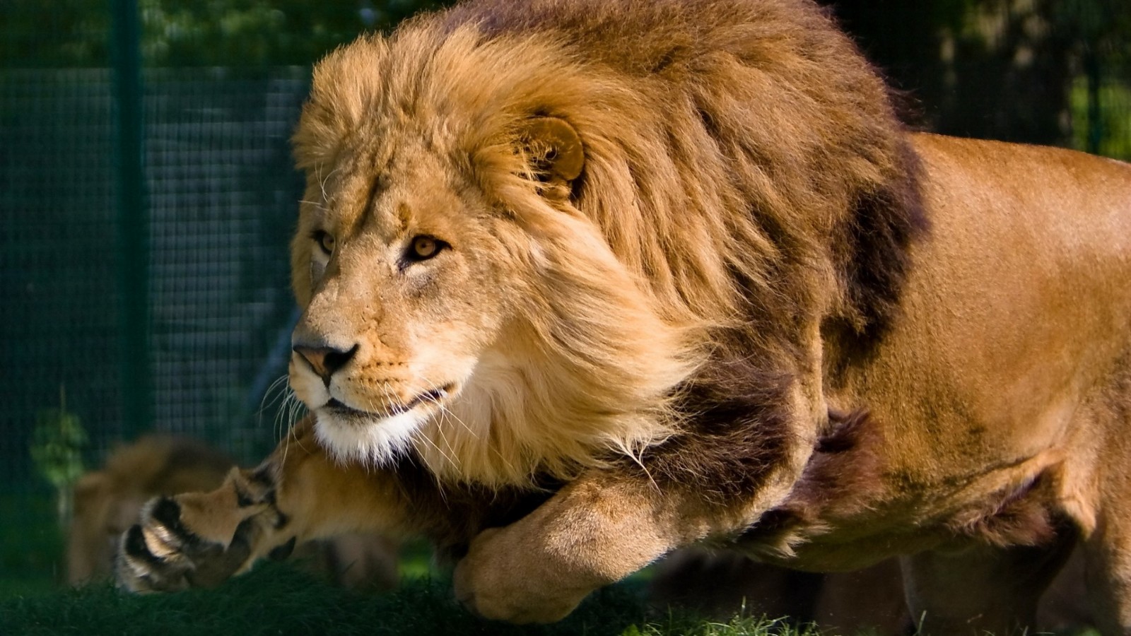 野生动物狮子摄影图高清摄影大图-千库网