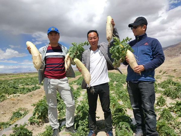 地藏西噶爾昆莎鄉蔬菜在援藏幹部劉漢宇技術援助下基本實現了自給自足