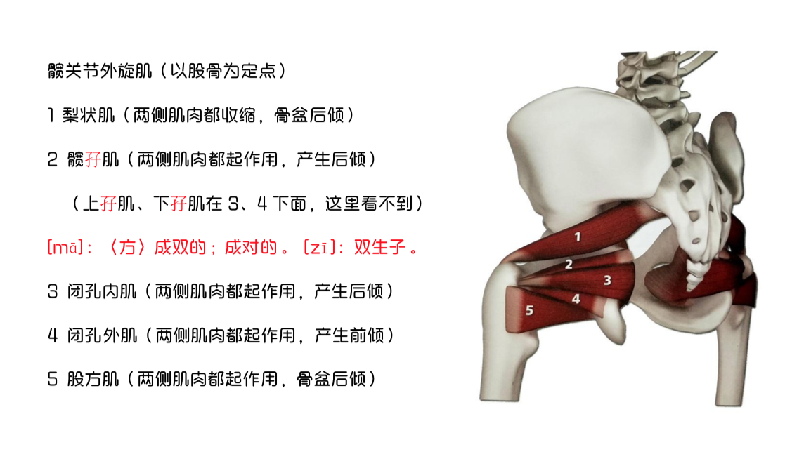 股骨大转子附着的肌肉图片