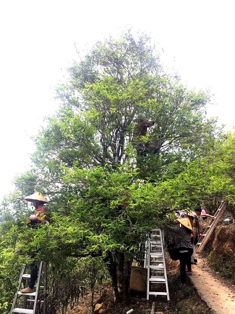 凤凰镇游记丨探访神秘单枞鸭屎香茶叶产地