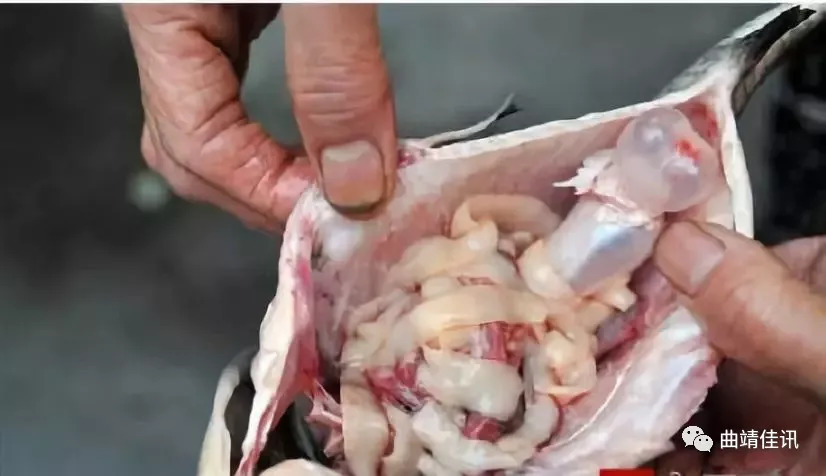 猪肉绦虫对人体的危害图片