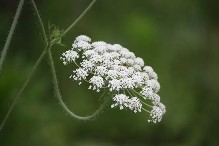 药食同源之白芷